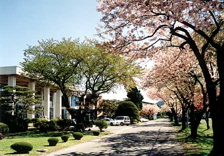 正門からの桜並木